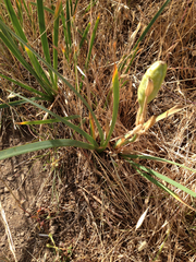 Iris longipetala