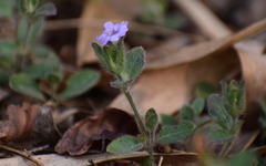Strobilanthes pavala