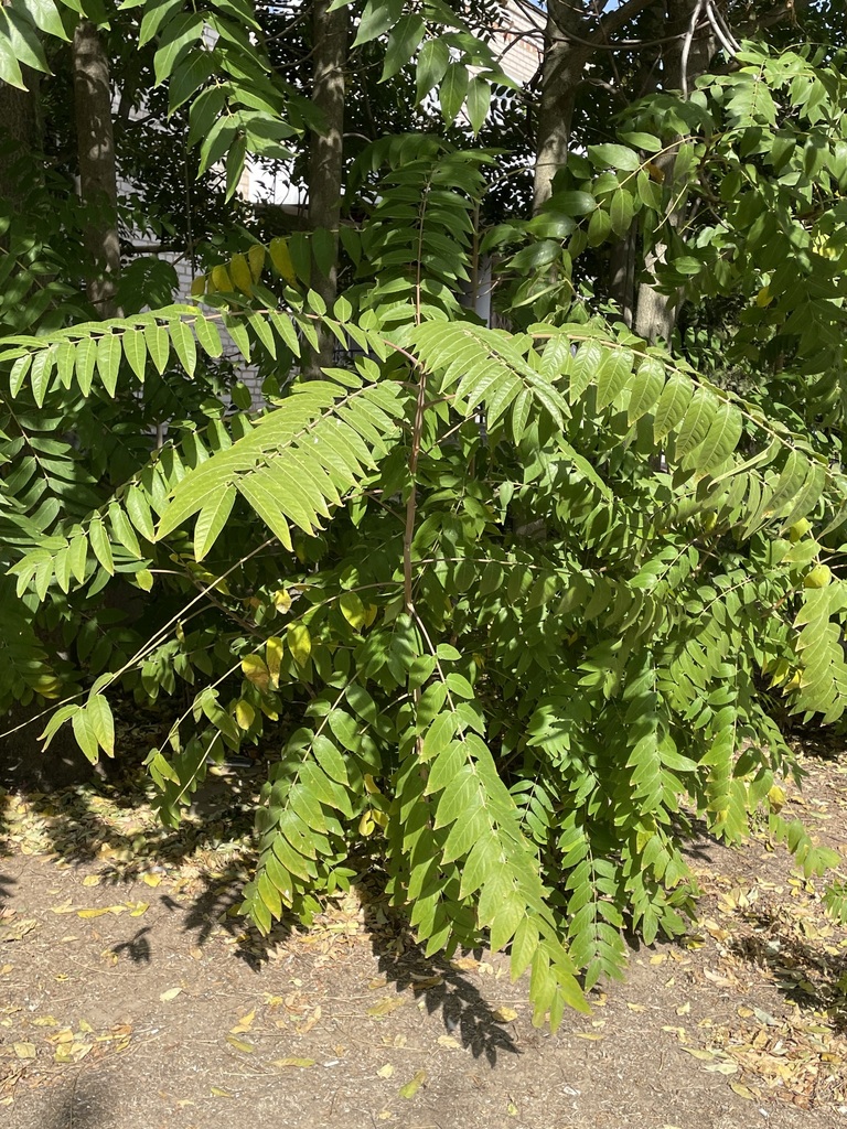 tree-of-heaven from Дивное, Ставропольский край, Россия on October 5 ...
