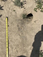 Dipodomys deserti