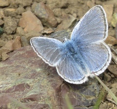 Icaricia icarioides missionensis