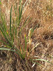 Iris longipetala