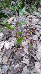 Trachystemon orientalis