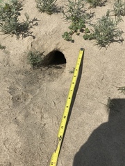 Dipodomys deserti