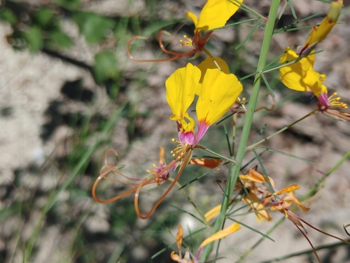 Yellow Mouse Whiskers