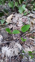Trachystemon orientalis