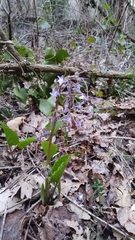 Trachystemon orientalis