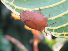 Tessaratoma papillosa