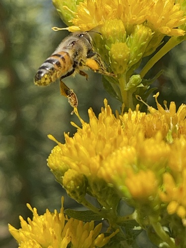 iNaturalist observation photo of Western Honey Bee