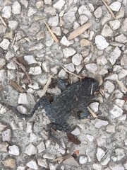 Bufotes viridis viridis