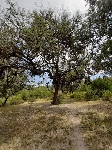 Image of Neltuma laevigata by (c) Aarón Misael Carpio Dávila, some rights reserved (CC BY)