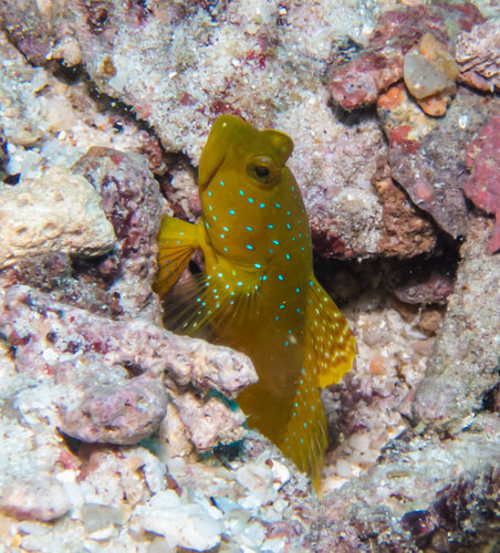 Yellow Shrimpgoby (Cryptocentrus cinctus)