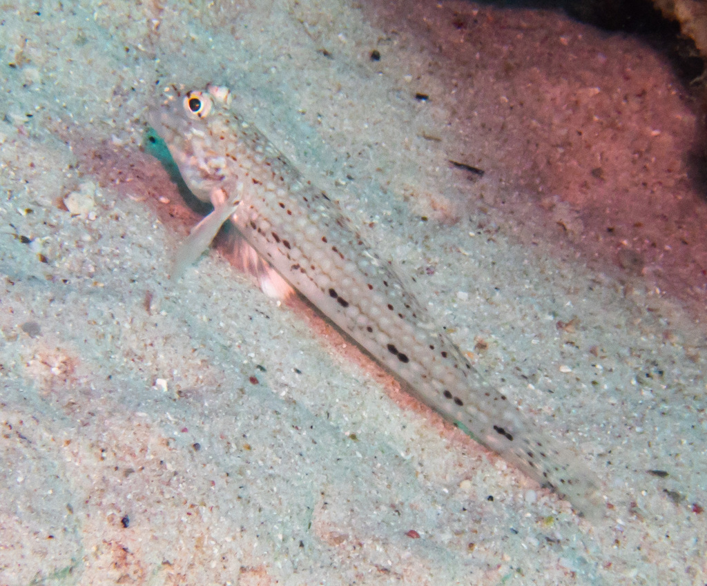 Decorated Sandgoby (Istigobius decoratus) — recorded at Twins
