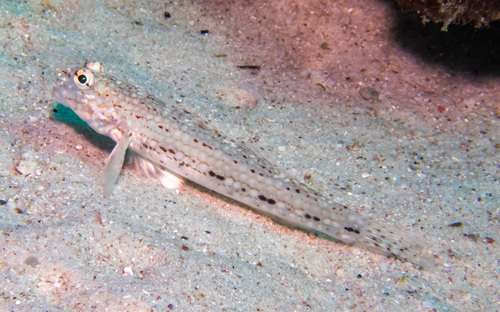 Decorated goby (Istigobius decoratus) — Gobiidae — 2