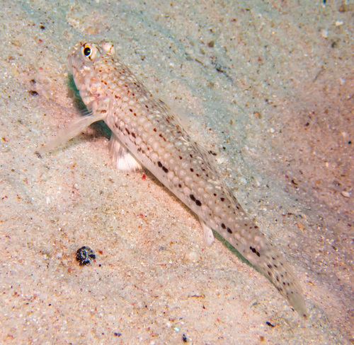Decorated Sandgoby — seen at this dive site