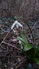Galanthus woronowii
