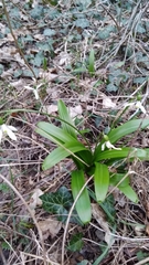 Galanthus woronowii