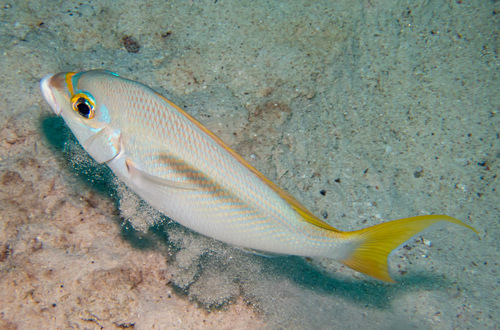 Rainbow Monocle Bream (Scolopsis monogramma)
