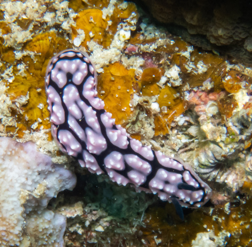 Pustulose Wart Slug (Phyllidiella pustulosa)