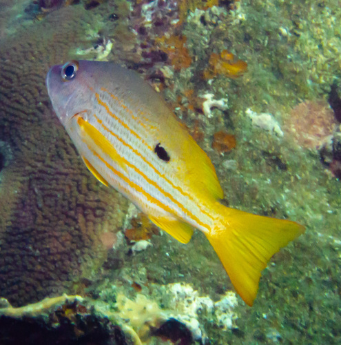 Blackspot Snapper
