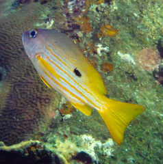 Blackspot Snapper photo 5