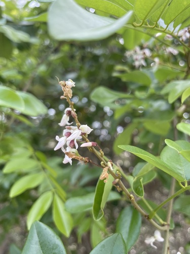 Brachypterum scandens observed 2023-10-10