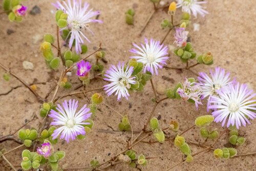 Kleinkaroo Dewfig (Drosanthemum giffenii)
