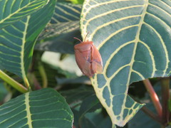 Tessaratoma papillosa