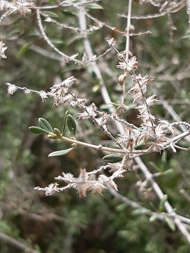 Image of Forestiera phillyreoides by (c) Aarón Misael Carpio Dávila, some rights reserved (CC BY)