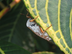 Tessaratoma papillosa