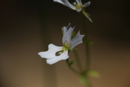 Stylidium androsaceum (Stylidium androsaceum)