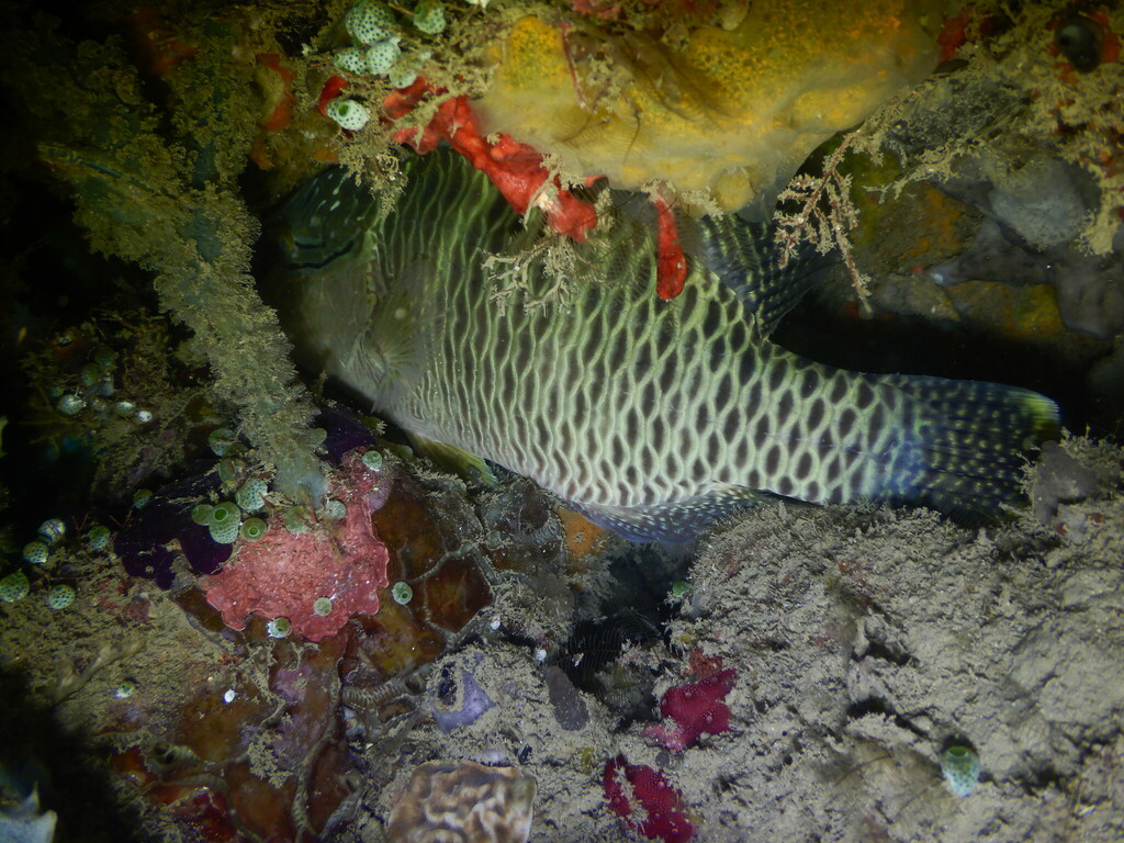 Humphead wrasse sheltering under a reef overhang