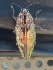 Chalcophora mariana massiliensis