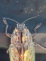 Chalcophora mariana massiliensis