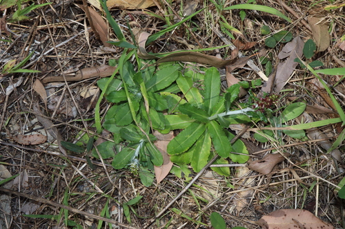 Image of Gamochaeta impatiens by (c) Thomas Mesaglio, some rights reserved (CC BY)
