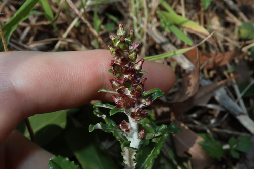 Image of Gamochaeta impatiens by (c) Thomas Mesaglio, some rights reserved (CC BY)