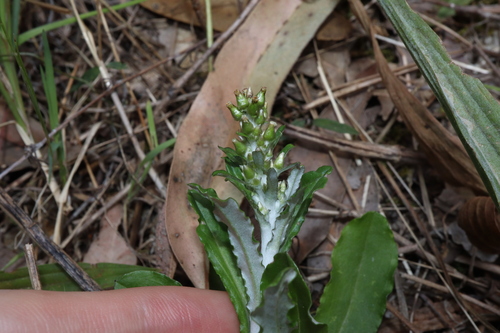 Image of Gamochaeta impatiens by (c) Thomas Mesaglio, some rights reserved (CC BY)