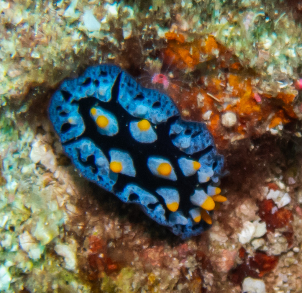 Black-rayed phyllidia