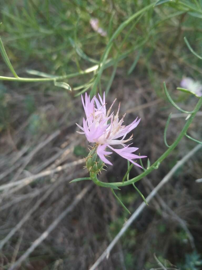 Centaurea resupinata