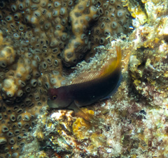 Filamentous Blenny photo 5