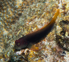 Filamentous Blenny photo 4