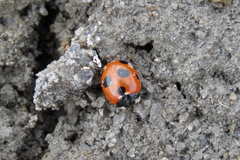 Coccinella magnifica
