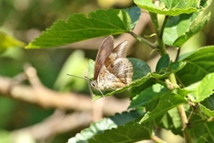 Archaeoprepona chromus chromus