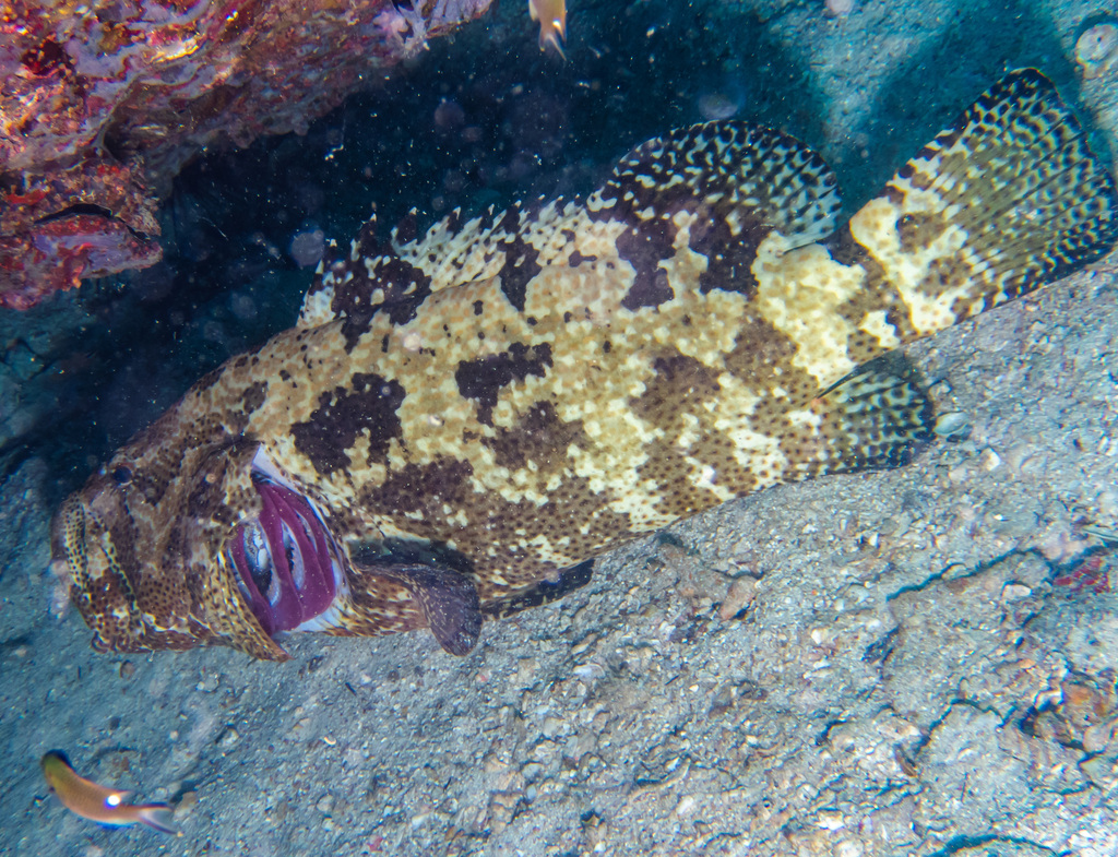 Brown-marbled grouper