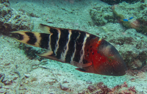 Redbreast Maori Wrasse (Concholabrus fasciatus)