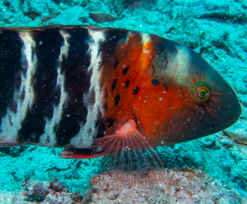 Redbreast Maori Wrasse (Concholabrus fasciatus)