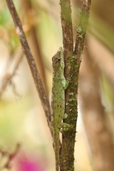 Anolis umbrivagus