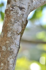 Anolis umbrivagus