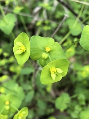 Euphorbia roemeriana
