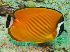 Butterflyfish photo 5